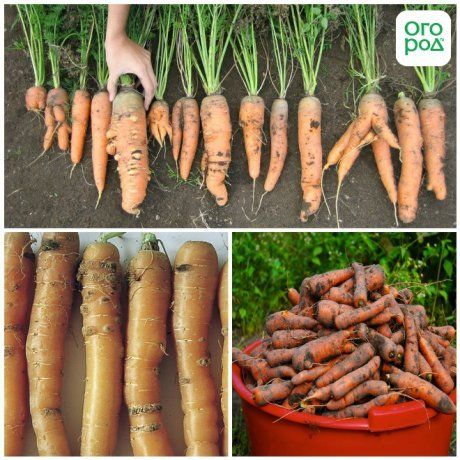 Как хранить морковь на зиму — 11 лучших способов хранения